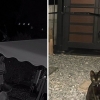 이상아 “고양이 차에 치여 사망…딸이 직접 봐 더 충격”