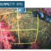 서귀포 해양레저관광사업지구서 공사하던중… 천연기념물 연산호 발견