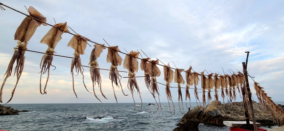 바닷바람에 맛있게 말라가는 오징어