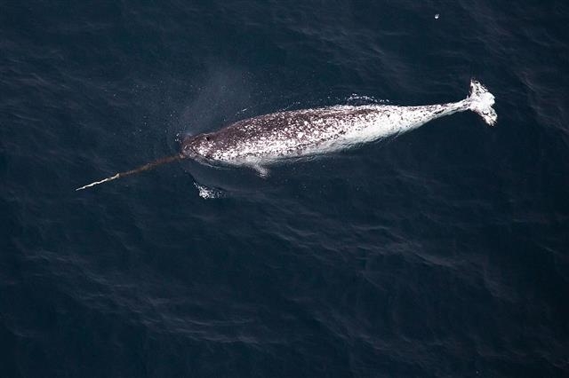 바다의 유니콘으로 불리는 일각고래가 기후변화로 인해 이상행동을 보이는 경우가 늘고 있다는 연구 결과가 나왔다. 위키피디아 제공