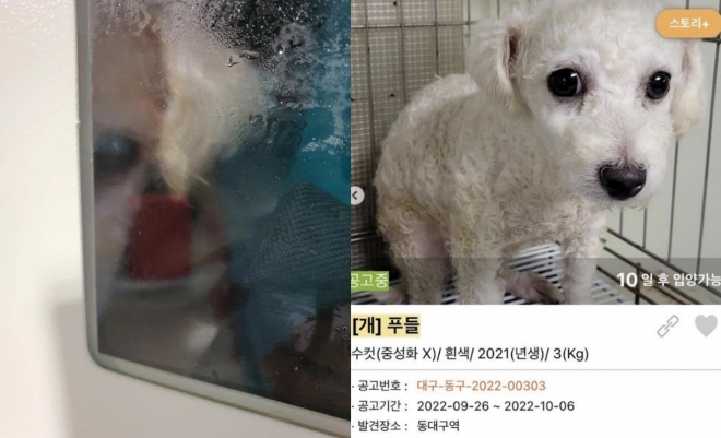 물품보관함에 갇힌 강아지. 연합뉴스, 케어
