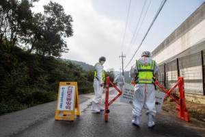 돼지열병 김포·파주에서 동시 발생…경기 3년 만(종합)