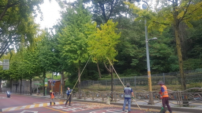 지난 26일 서울 동작구 은행 열매 수거 기동반이 장대를 이용해 은행 열매를 채취하고 있다. 동작구 제공.