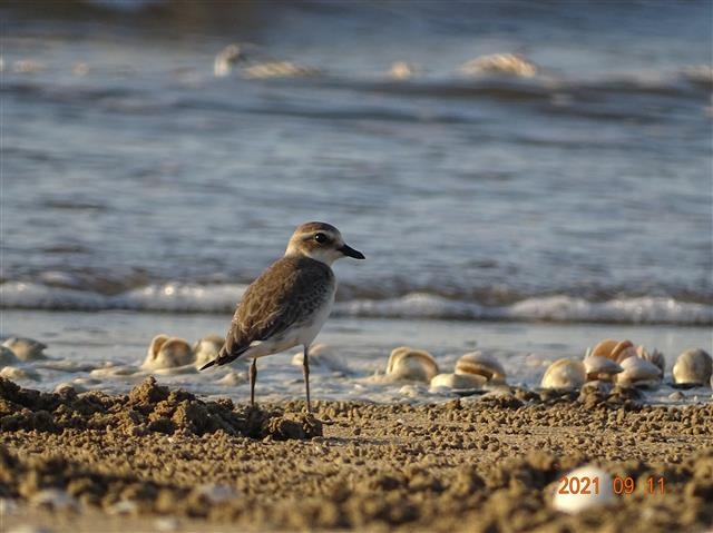 2021. 9. 유부도 바닷가에서 쉬고 있는 겨울깃의 왕눈물떼새.