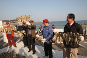 강원도 고성 통일명태축제가 이달 20일부터 나흘동안 열린다. 자료 사진