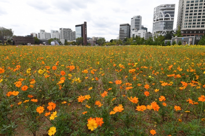 임시개방을 하루 앞둔 6일 서울 송현동 열린송현녹지광장에 코스모스가 피어있다. 2022.10.6. 도준석 기자