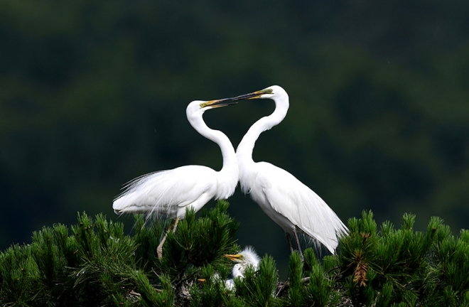 전남매일 김태규 사진기자는 14일부터 21일까지 광주시청 1층 시민홀에서 자연생태사진전을 선보인다. 전남매일 김태규 기자 제공 