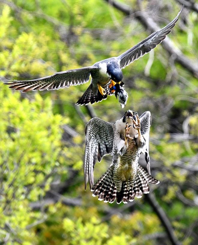 전남매일 김태규 사진기자는 14일부터 21일까지 광주시청 1층 시민홀에서 자연생태사진전을 선보인다. 전남매일 김태규 기자 제공 