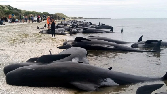 2017년 뉴질랜드 남섬 북단 골든베이 페어웰스핏에서는 참돌고랫과 들쇠고래(pilot whale) 416마리가 모래톱에 걸려 320여마리가 죽은 바 있다.  AP 연합뉴스
