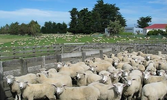뉴질랜드 양 목장. 한국농촌경제연구원 제공