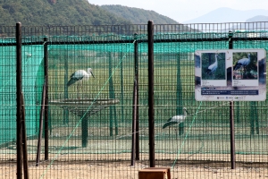 김해 봉하뜰 황새 놀이터 된다...암수 1쌍으로 증식·방사