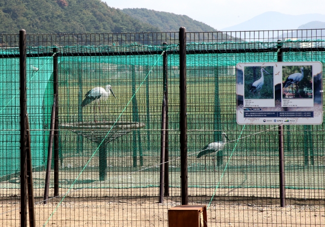 김해 봉하뜰 황새방사장에서 적응생활을 하고 있는 황새 한쌍  