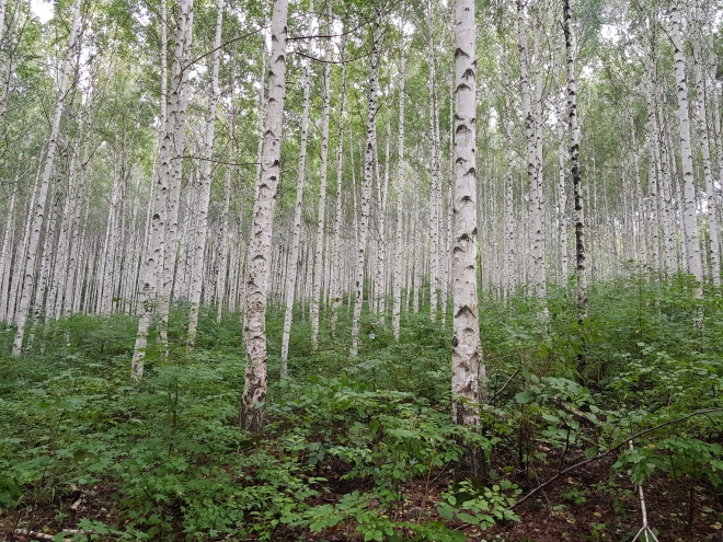 숲의 구조에 따라 산림치유 효과에 차이가 있다는 연구결과가 나왔다. 산림치유에 대한 연구 대상이 확대되고 있다. 잘 가꿔진 인제 자작나무 숲. 산림청 국립산림과학원 제공