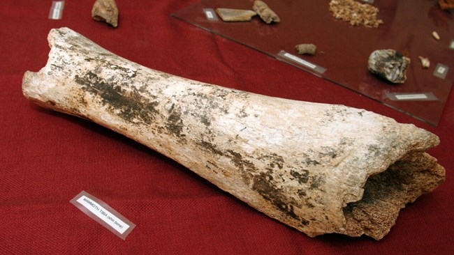 부부가 발견한 매머드 화석