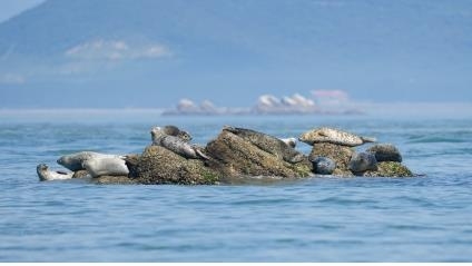 백령도 점박이물범. 연합뉴스