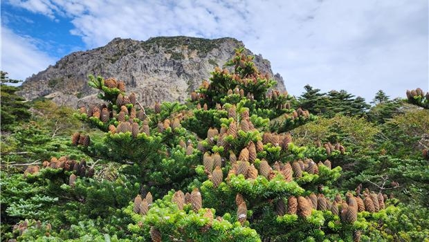 한라산 구상나무 군락지 윗세오름 인근. 세계유산본부 제공