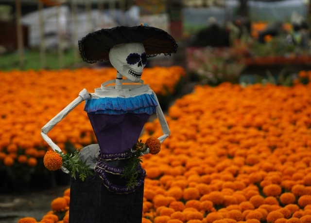 멕시코 사람들이 망자의 축일에 반드시 장식해야 하는 것으로 믿고 있는 주황색 국화 셈파수칠(마리골드)을 재배하는 소치밀코 밭을 해골 문양 인형 카트리나가 지키고 서 있다. WBEZ 91.5 시카고 홈페이지 캡처 