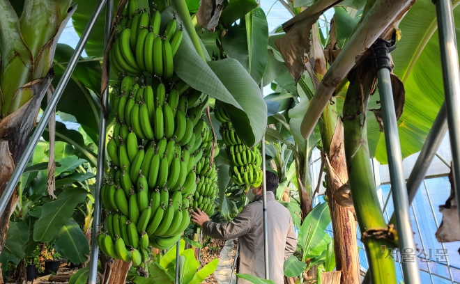 충남 천안시 목천읍 일원의 한 농장에서 자라고 있는 바나나. 