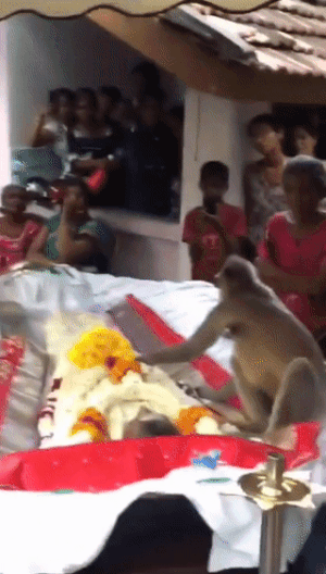 돌봐준 남성의 장례식을 찾아온 원숭이
