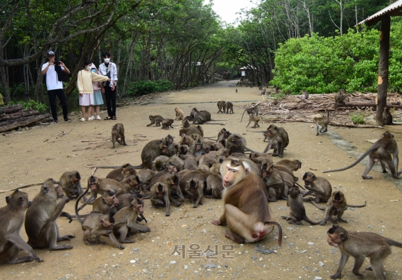 ‘ 악동’ 취급을 받는 룽삭의 게잡이원숭이들. 베트남전 때 모두 사라졌다가 정글이 복구되자 돌아왔다.