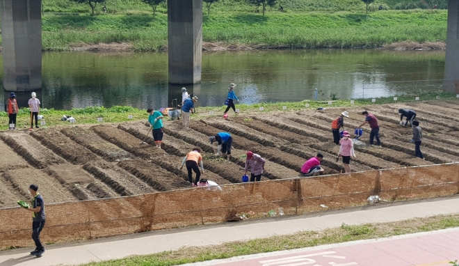 안양천 도시농업체험장에서 주민들이 텃밭을 경작하는 모습. 금천구 제공