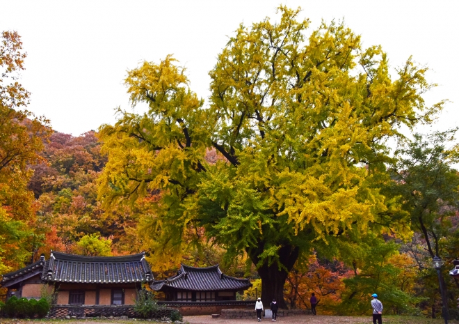 경북 경주 운곡서원 은행나무.