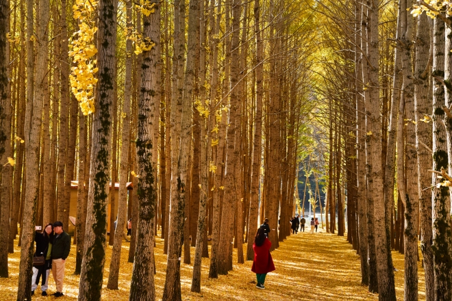 경북 경주 도리마을 은행나무숲.