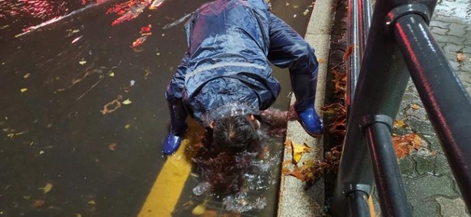 영등포본동 주민센터 직원이 12일 오후 하수구를 막고 있는 낙엽을 손수 치우고 있다. 영등포구 제공