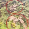 소나무재선충병 청정지역 아산서 첫 발생…송악면 소나무 2그루 감염