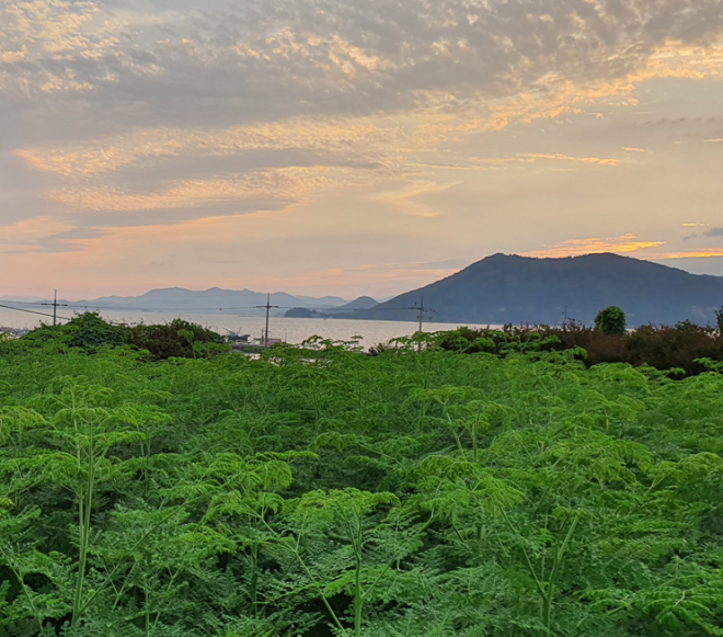 순천시 해룡면 와온 바다 인근에 있는 순천만모링가 재배지. 
