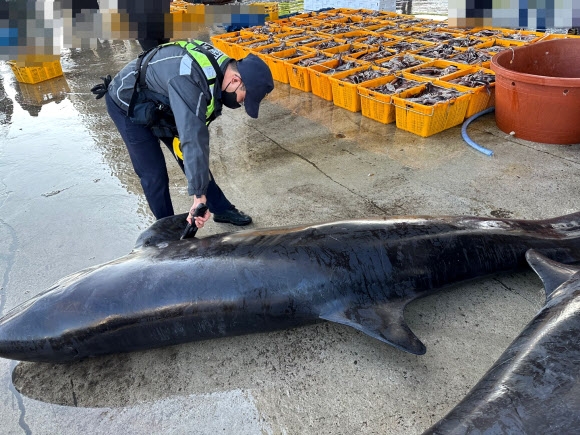 흑범고래 2마리 혼획… 연구 목적 인계