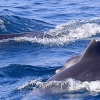 관광선박에 시달리는 제주 남방큰돌고래… “해양생물보호구역 지정 시급”