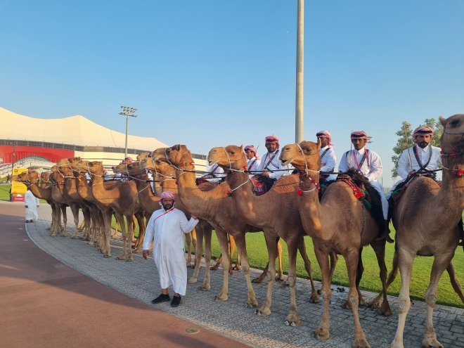 20일 카타르 알코르의 알바이트 스타디움의 VIP가 지나는 길 앞에 낙타부대가 도열해 있다.