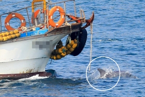 재미있으세요? 돌고래는 생과 사를 오갑니다