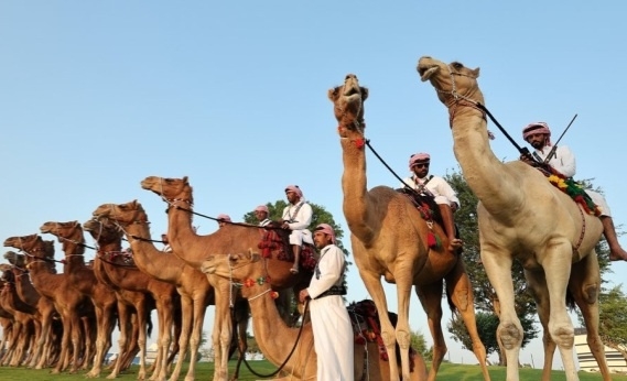 2022 카타르 월드컵 개막일인 20일 오후(현지시간) 카타르 알코르의 알바이트 스타디움 앞에 보안 관계자들이 낙타를 타고 있다. 연합뉴스