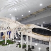 멸종위기 길이 12.6m 참고래, 제주민속자연사박물관에서 되살아났다