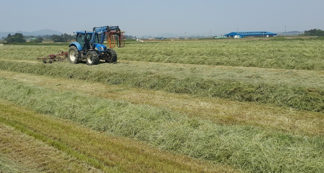 논 이모작 직불금, 조사료 수확 현장