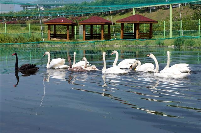 경북 안동시 남후면 무릉유원지 백조공원의 백조들이 아름다운 자태를 뽐내며 방문객들을 유혹하고 있다. 안동시 제공