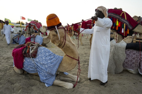 26일 카타르 메사이에드에서 가이드가 투어를 위해 낙타를 일으키려 하자 낙타가 거부하는 모습. 2022.11.30 AP연합뉴스
