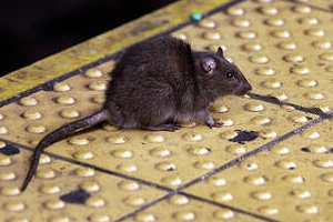 쥐 잡으면 억대 연봉… 뉴욕시 “자격요건은 킬러본능”