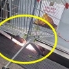 지하철 승강장에 낀 쇼핑카트…배추만 챙겨 사라진 노인(영상)