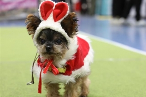 ‘산타 강아지’… 크리스마스 서울펫쇼