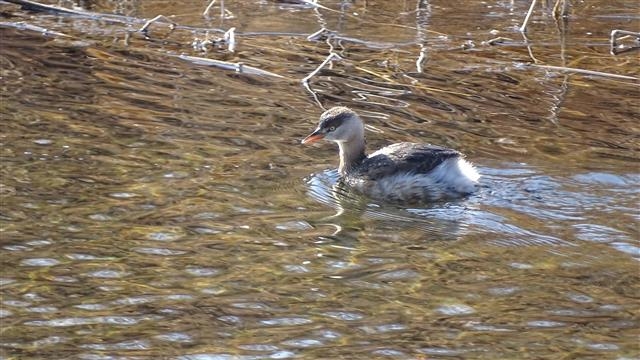 2022. 2. 경기 고양시의 한 개천에서 만난 논병아리.
