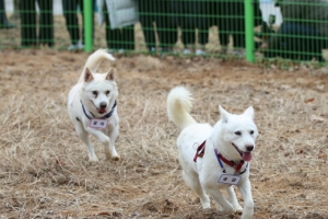 곰이·송강, 새 보금자리…1억원 모인 ‘文 반려견 달력’