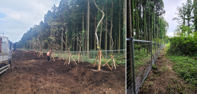 제주도가 비자림로 삼나무를 벌목한 자리에 팽나무 등 제주 보호종들을 이식하는 작업을 하고 있다. 오른쪽 사진은 야생동물 보호 울타리를 설치한 모습. 제주도 제공