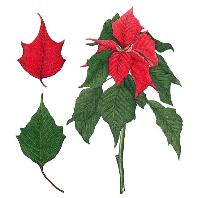 포인세티아는 잎의 녹색과 빨간색이 크리스마스를 상징하는 색이며, 이맘때 가장 예뻐 크리스마스 상징 대표 식물이 됐다.