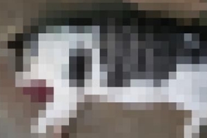 등털 뽑혀 죽은 고양이… 강한 충격으로 숨졌을 가능성