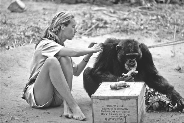 동물학자 제인 구달이 침팬지 그레이비어드의 털을 다듬어 주는 모습. 관계를 맺는 것은 인간만의 특질이 아니며 동물 사이에서, 심지어 인간과 동물 사이에서도 이뤄진다는 것을 보여 준다. 부키 제공