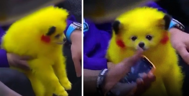 A ‘baby Pikachu’ with red cheeks dyed on a yellow body… The ‘animal cruelty’ controversy.