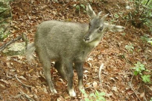 “산양아 겨울을 잘 이겨내”…대구환경청, 오는 4월까지 울진서 먹이 주기 행사
